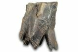 Fossil Woolly Rhino (Coelodonta) Tooth - Siberia #257866-2